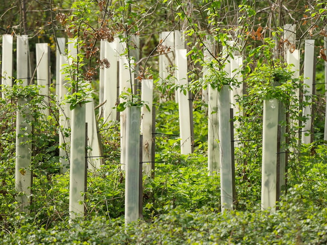 Baumpflanzaktion: Patenschaftswald für die Klimawoche