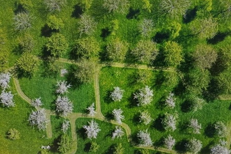 Sommerschnittkurs Obstbäume