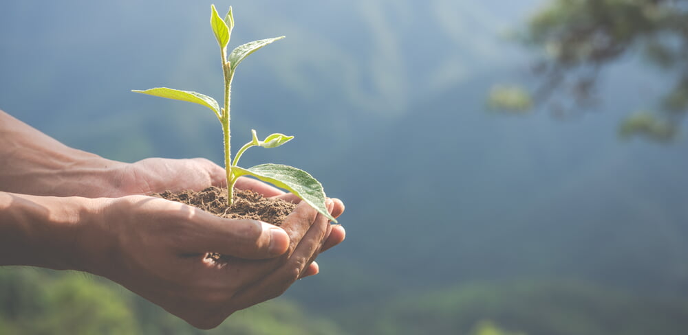 eine kleine Pflanze wird von zwei H&auml;nden gehalten, B&auml;ume im Hintergrund